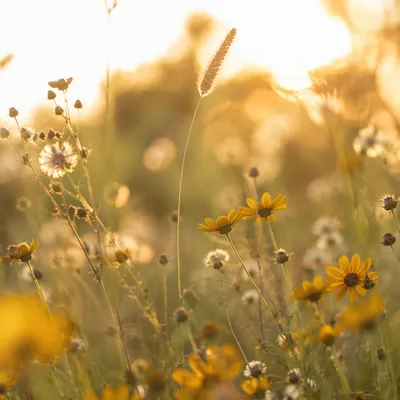 Sunlit Wildflower Meadow in Soft Morning Light
