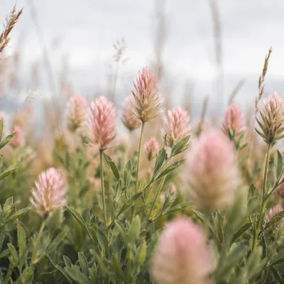 Soft Morning Wildflower Meadow Close-Up