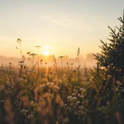 Morning Wildflower Meadow with Evergreen Silhouette