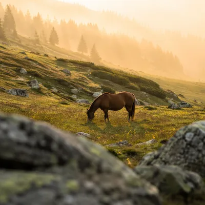Wildflower Meadow Horse in Morning Light