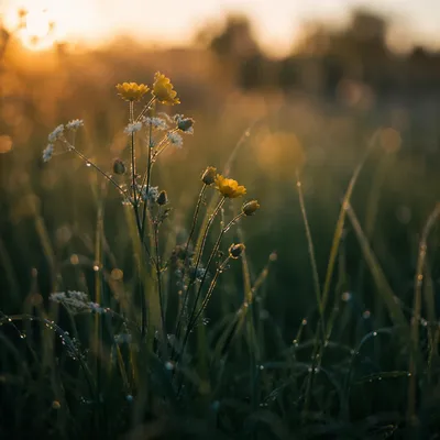 Dewy Wildflowers in Soft Morning Light