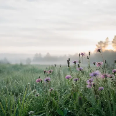 Dawn Wildflower Meadow in Soft Morning Light