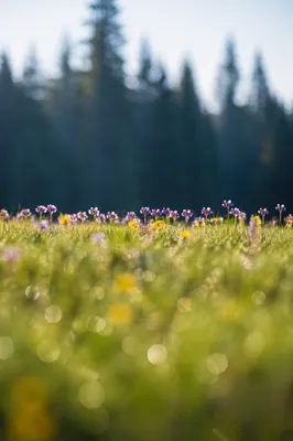 Morning Wildflower Meadow with Evergreen Backdrop