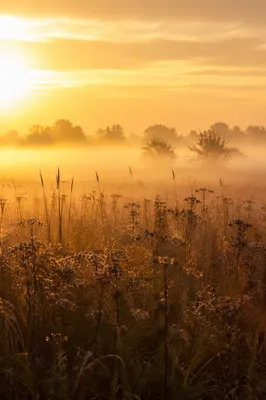 Sunrise Wildflower Meadow in Morning Mist