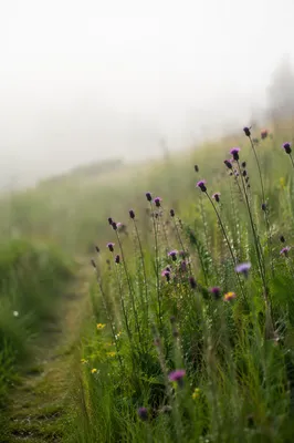 Soft Morning Wildflower Meadow with Misty Light