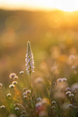 Soft Morning Wildflower Meadow at Sunrise