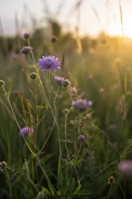 Morning Wildflowers in Gentle Golden Light