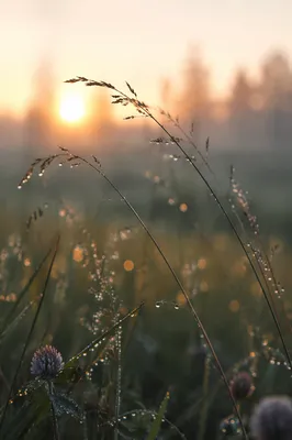 Dewy Wildflower Meadow in Morning Light