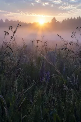 Dawn Wildflower Meadow in Soft Morning Light