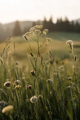 Wildflower Meadow in Soft Morning Light