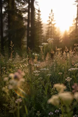 Morning Wildflower Meadow by Evergreen Forest