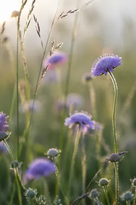 Soft Morning Wildflowers in Meadow Light