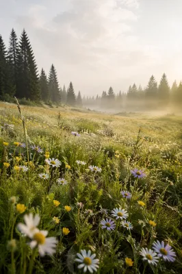 Soft Morning Wildflower Meadow with Evergreens
