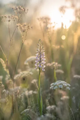 Wildflower Meadow in Soft Morning Light