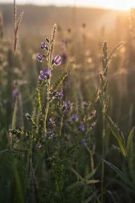Wildflower Meadow in Soft Morning Light