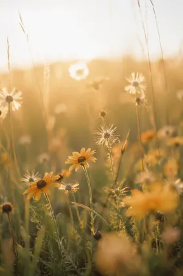 Sunlit Wildflower Meadow in Morning Glow