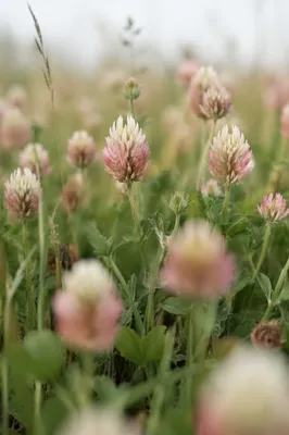 Soft Morning Wildflower Meadow Close-Up