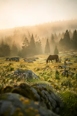 Wildflower Meadow at Dawn with Evergreens