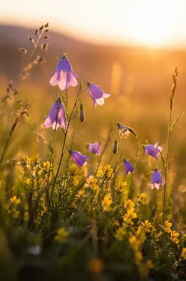 Wildflowers Meadow in Soft Morning Light