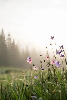 Dawn Wildflowers in Misty Evergreen Meadow
