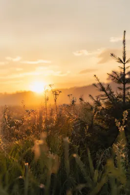 Morning Wildflower Meadow with Evergreen Silhouette