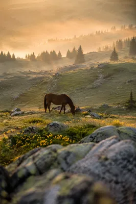 Wildflower Meadow Dawn with Grazing Horse
