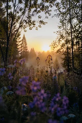 Dawn Wildflower Meadow in Evergreen Light