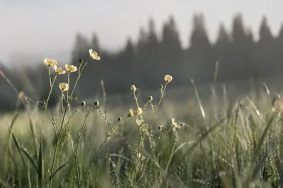 Pale Wildflowers in Soft Evergreen Meadow Light