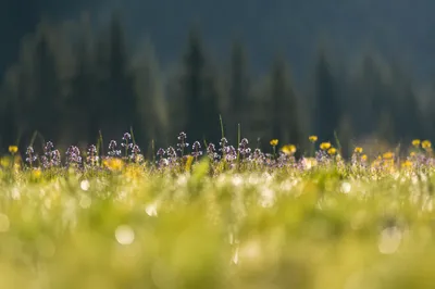 Soft Morning Wildflowers in Evergreen Meadow