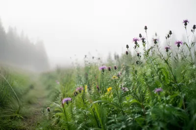 Soft Morning Wildflower Meadow Path