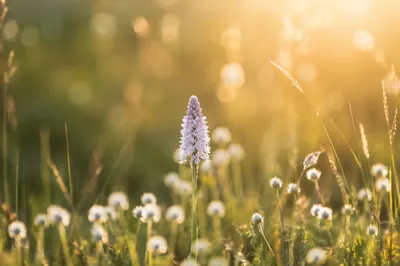 Soft Sunrise Wildflower Meadow Macro