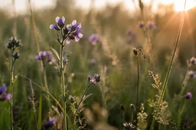 Morning Wildflowers in Golden Meadow Light