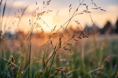 Dawn Dew on Wildflower Meadow Grass