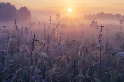 Dawn Wildflower Meadow in Soft Morning Light
