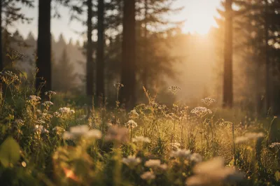 Morning Wildflower Meadow by Evergreen Forest
