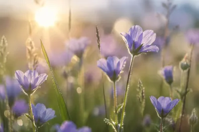Soft Morning Wildflowers in Peaceful Meadow