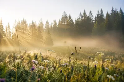 Morning Wildflower Meadow with Evergreen Trees