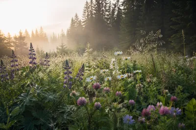 Wildflower Meadow by Evergreen Forest Dawn