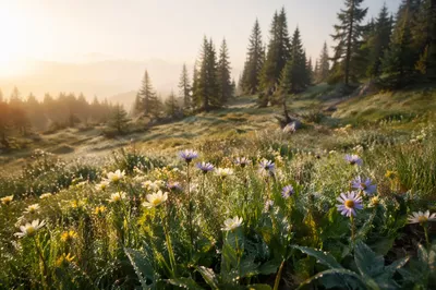 Misty Evergreen Wildflower Meadow at Sunrise