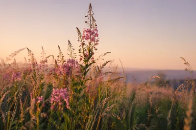 Wildflower Meadow in Soft Morning Light