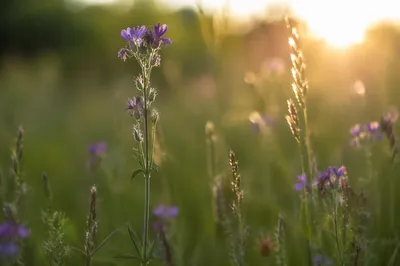 Wildflower Meadow in Soft Morning Light
