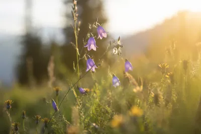 Evergreen Meadow Wildflowers in Soft Morning Light