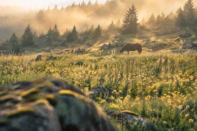 Wildflower Meadow at Dawn with Evergreens