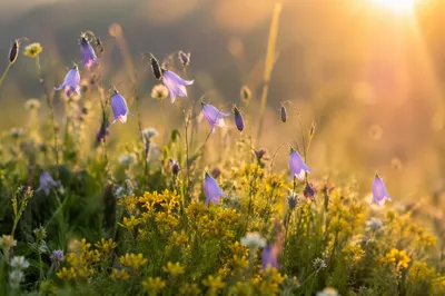 Wildflower Meadow in Soft Morning Light