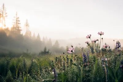 Dawn Wildflowers in Misty Evergreen Meadow