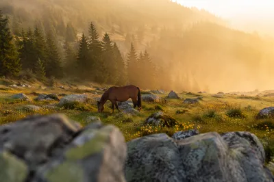 Peaceful Horse in Dawn Wildflower Meadow