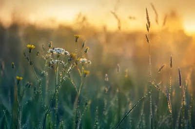 Dawn Wildflowers in Soft Meadow Light