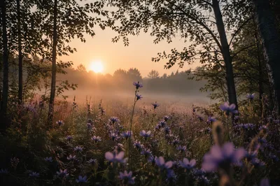 Evergreen Meadow Wildflowers in Morning Light