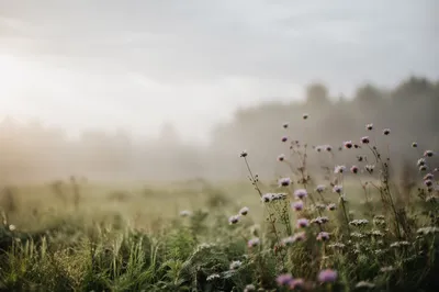 Soft Dawn Wildflowers in Misty Meadow