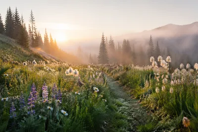 Dawn Wildflower Meadow With Evergreen Trees